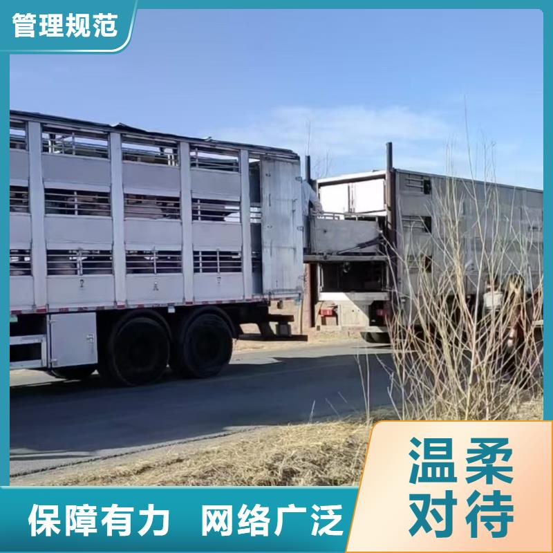 宿遷到種豬運(yùn)輸技術(shù)先進(jìn)