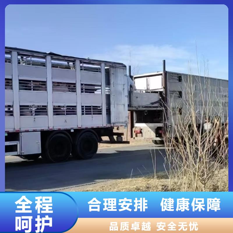 宿遷到仔豬恒溫車運輸全程高速