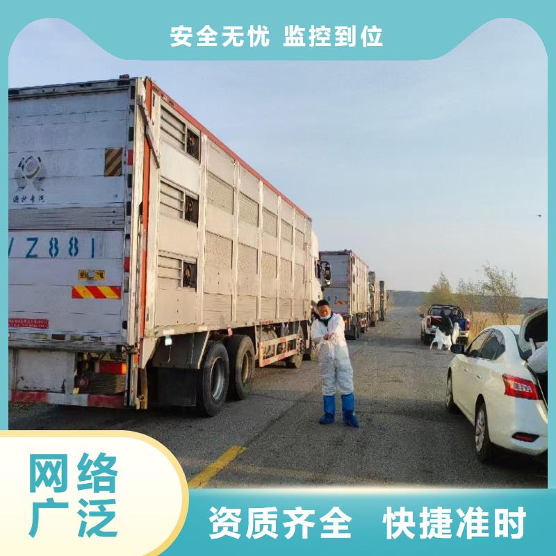 宿遷市沭陽到羊運(yùn)輸穩(wěn)妥可靠