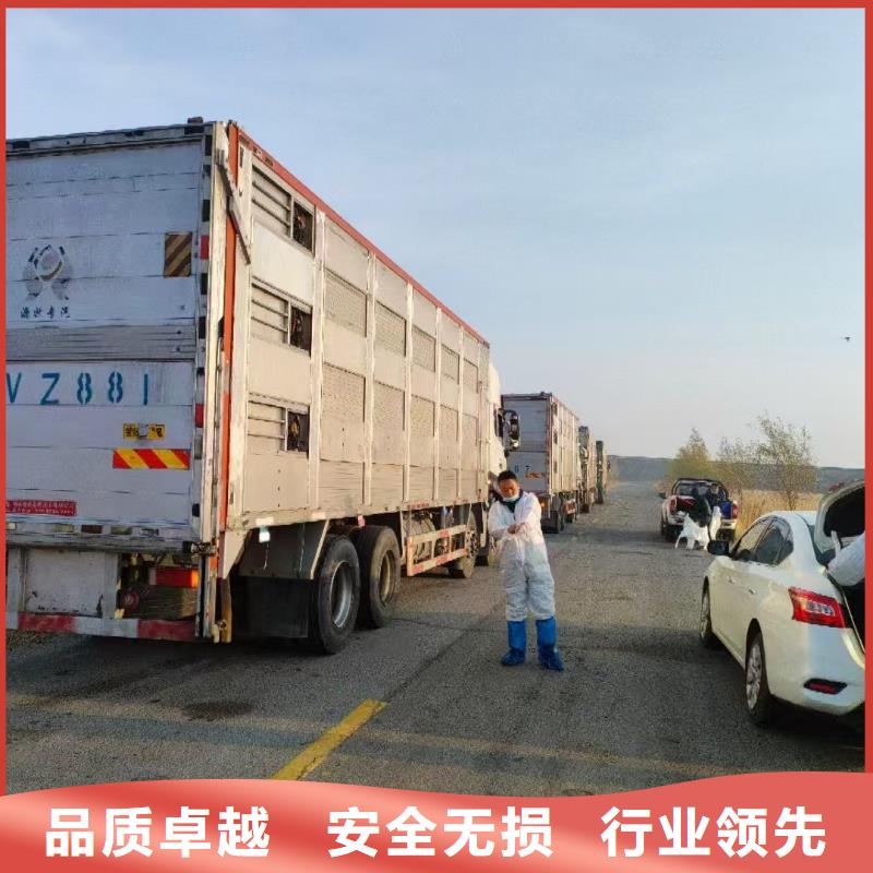宿遷市泗洪到生豬恒溫車運輸妥善安置