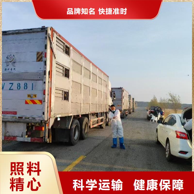 宿遷沭陽到畜禽運輸
