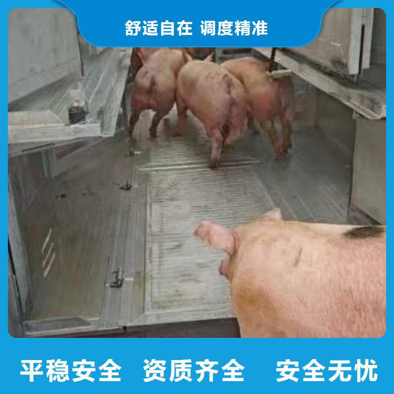 宿遷市沭陽到二育運輸規(guī)模宏大
