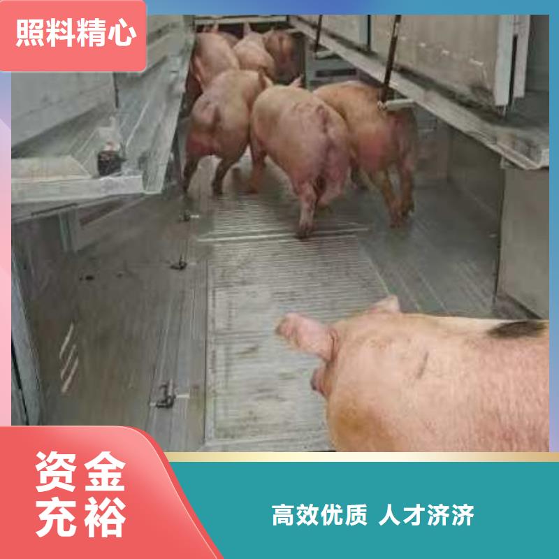 宿遷到種豬運(yùn)輸全程護(hù)航