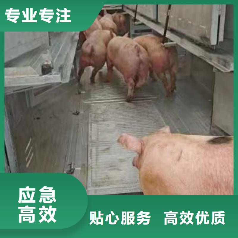 宿遷到仔豬空調(diào)車運(yùn)輸正規(guī)物流
