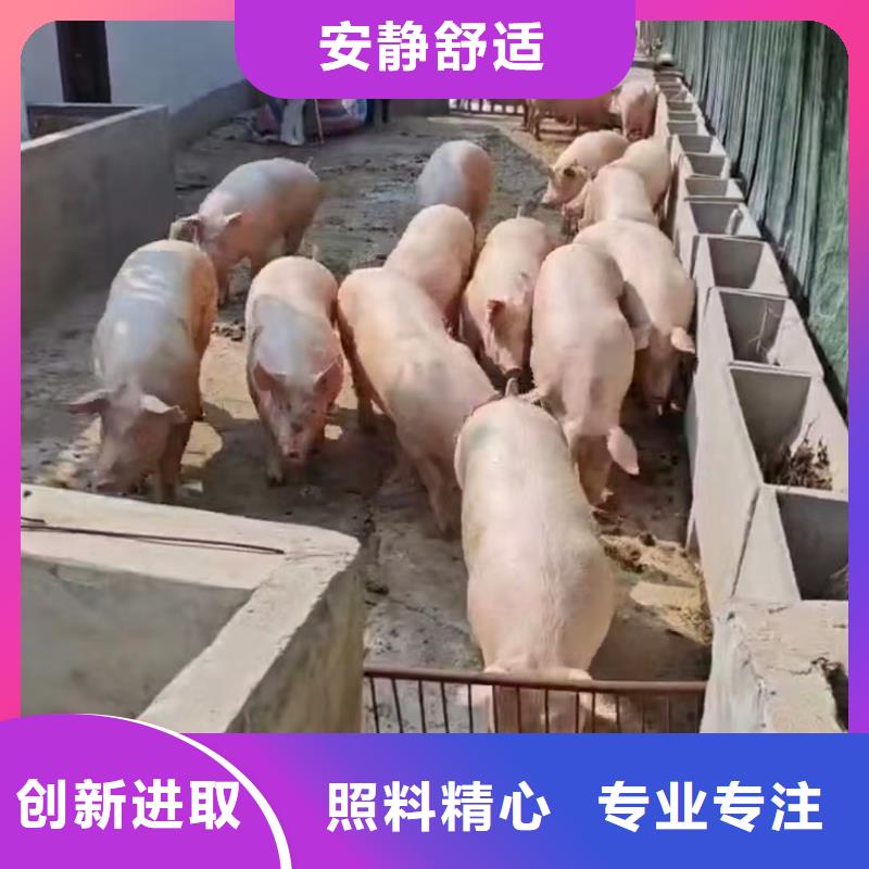 宿遷泗陽到二育運輸