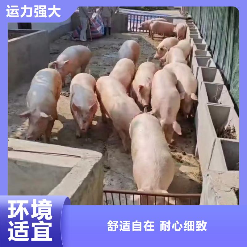 宿遷到活禽運輸快捷