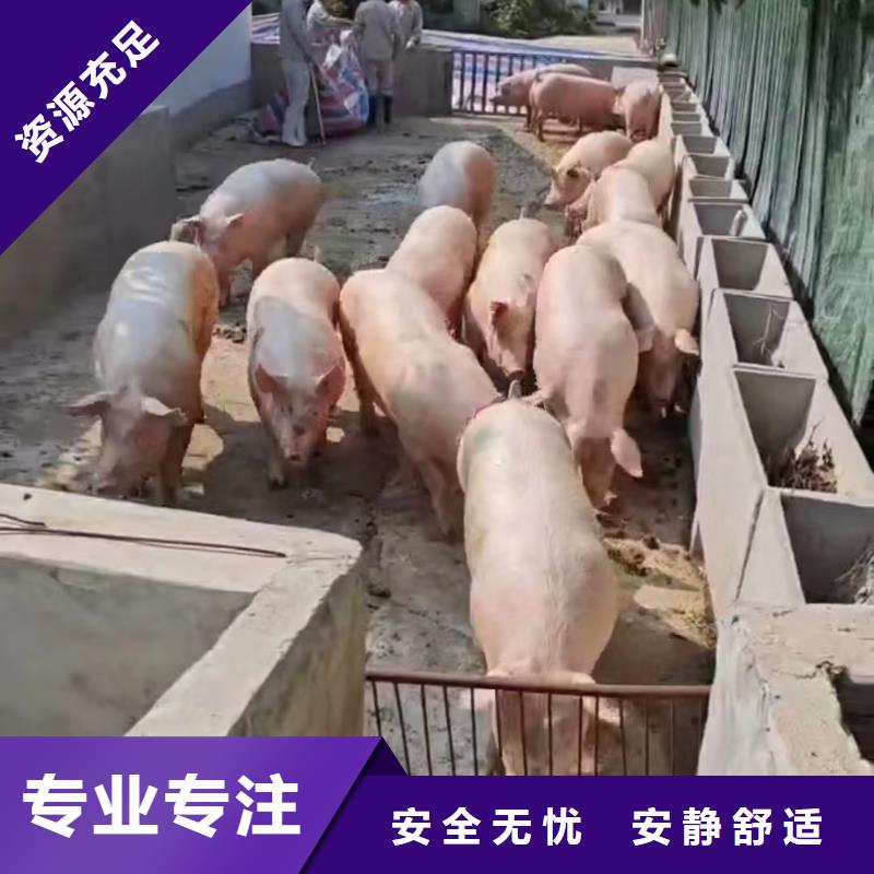 宿遷到種豬恒溫車運輸管理規(guī)范