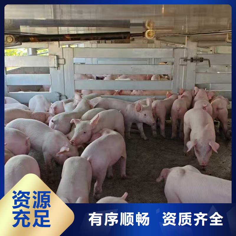 宿遷到畜禽運(yùn)輸規(guī)模宏大