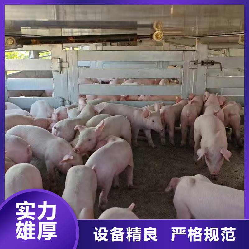 宿遷市泗洪到豬籠車運(yùn)輸嚴(yán)格規(guī)范