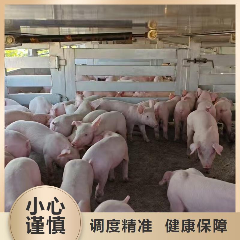 宿遷泗洪到豬籠車運輸