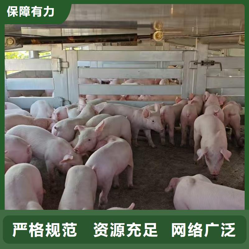 宿遷到農(nóng)牧物流老牌物流公司