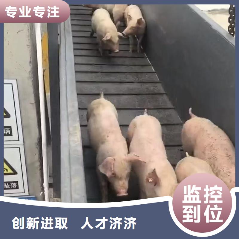 宿遷市沭陽到仔豬恒溫車運(yùn)輸網(wǎng)絡(luò)廣泛