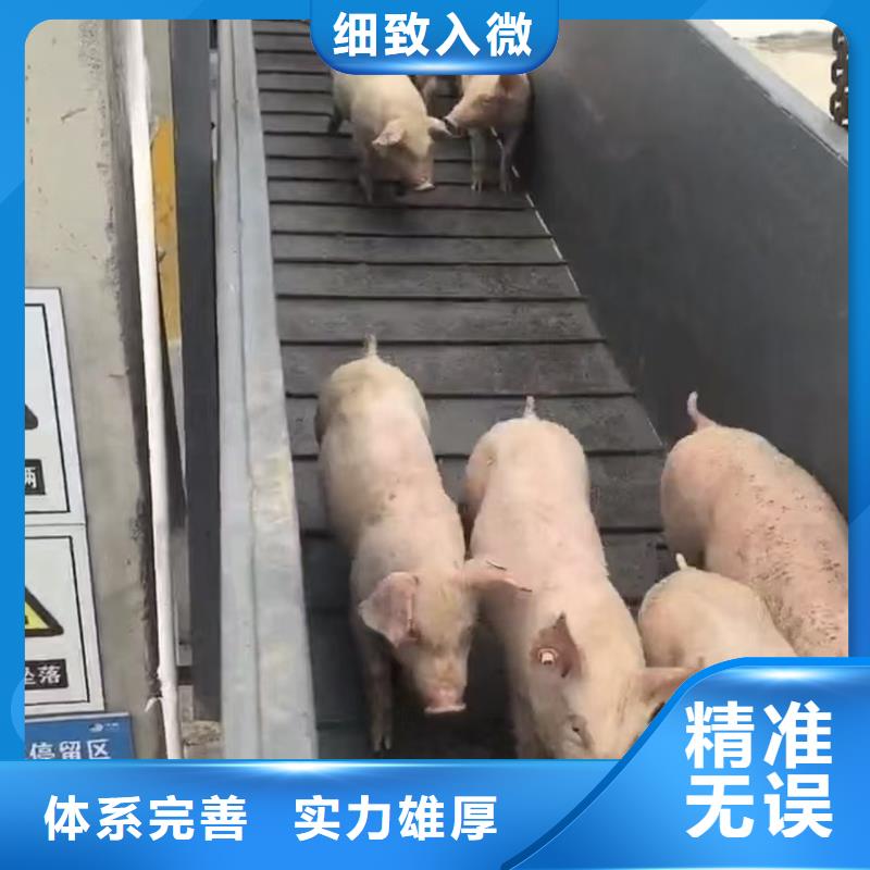 宿遷到種豬運(yùn)輸不倒車