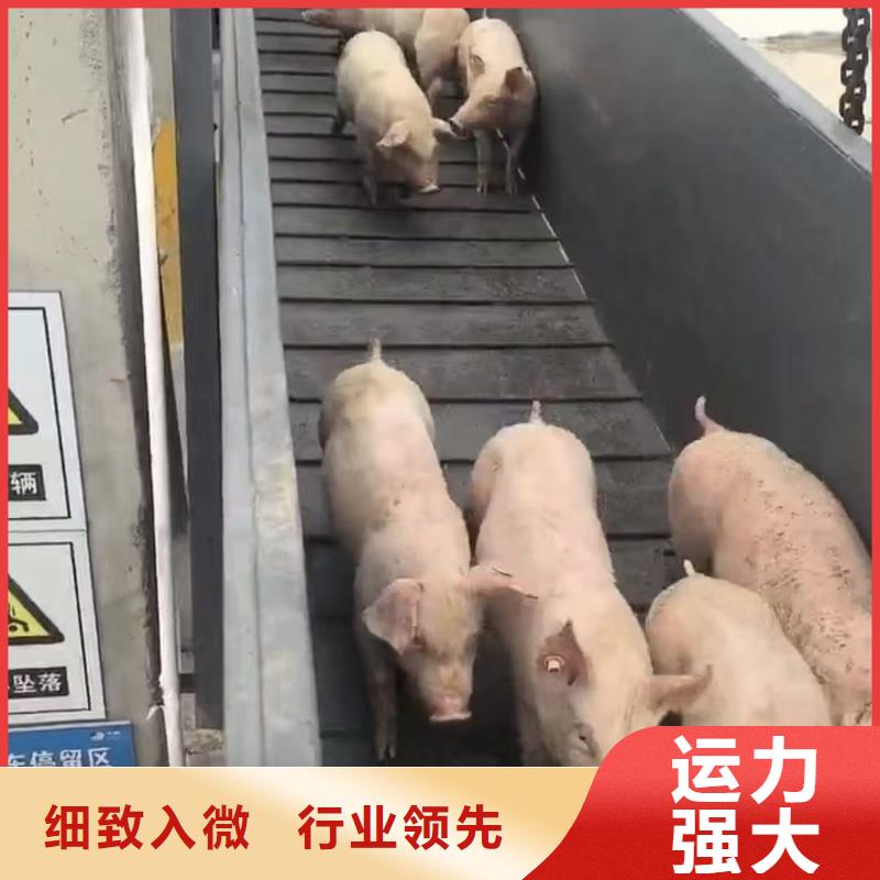 宿遷泗洪到豬籠車(chē)運(yùn)輸