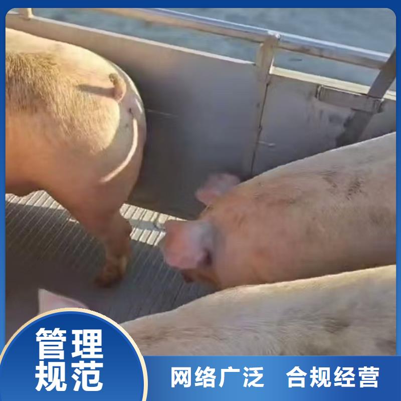 宿遷到種豬恒溫車運輸設(shè)備精良