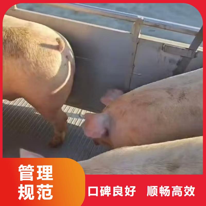 宿遷市沭陽到二育運輸規(guī)模宏大