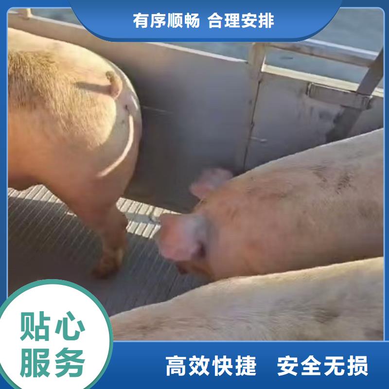 宿遷到農(nóng)牧物流老牌物流公司