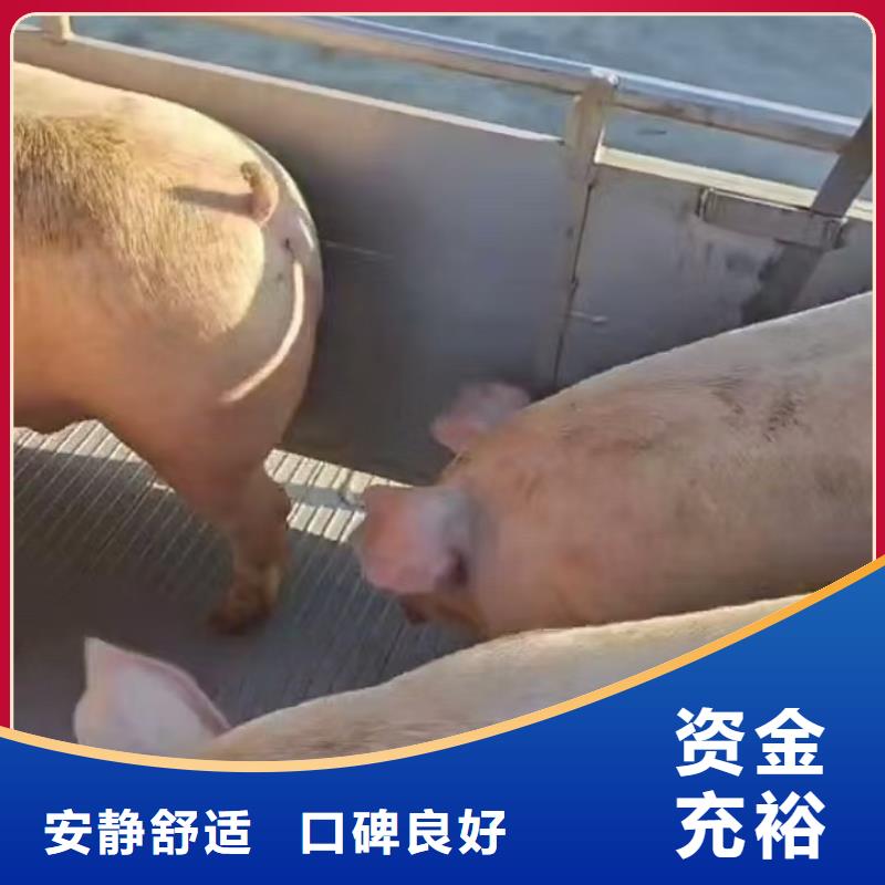 宿遷市到種豬恒溫車運(yùn)輸資源充足