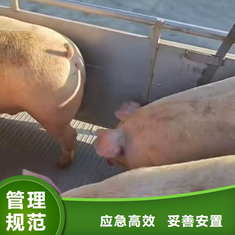 宿遷到種豬恒溫車運(yùn)輸設(shè)備精良