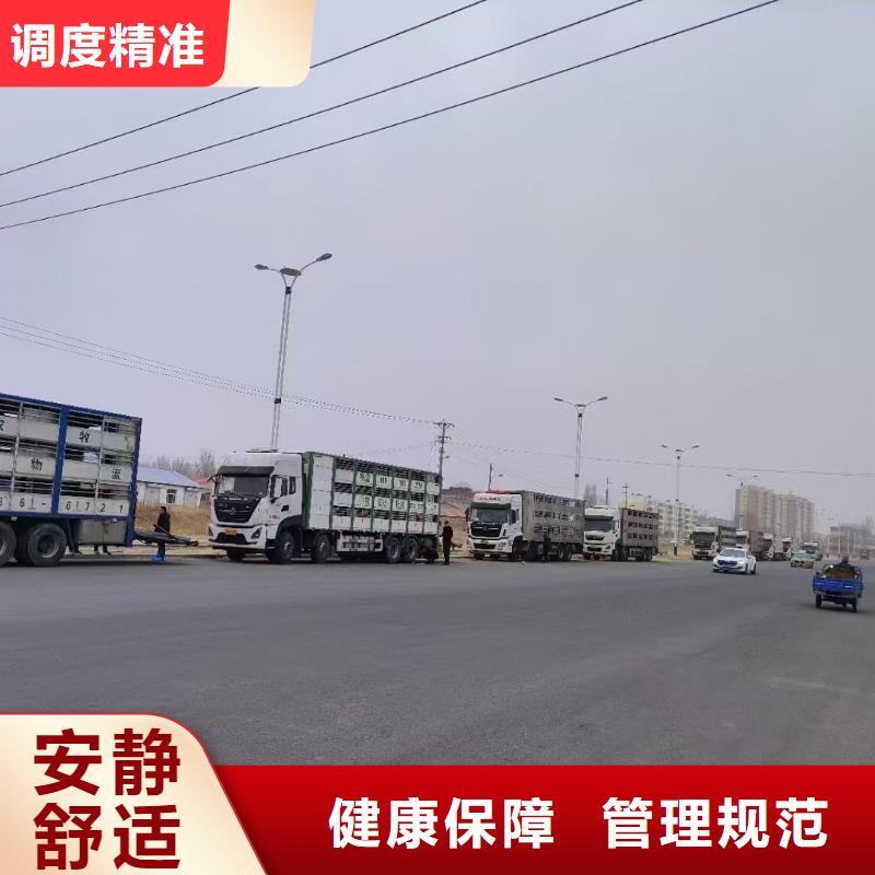 宿遷沭陽到畜禽運輸