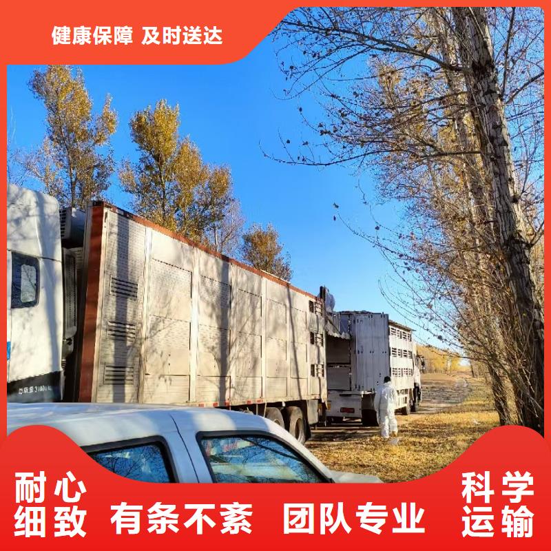 宿遷到仔豬恒溫車(chē)運(yùn)輸全程護(hù)航