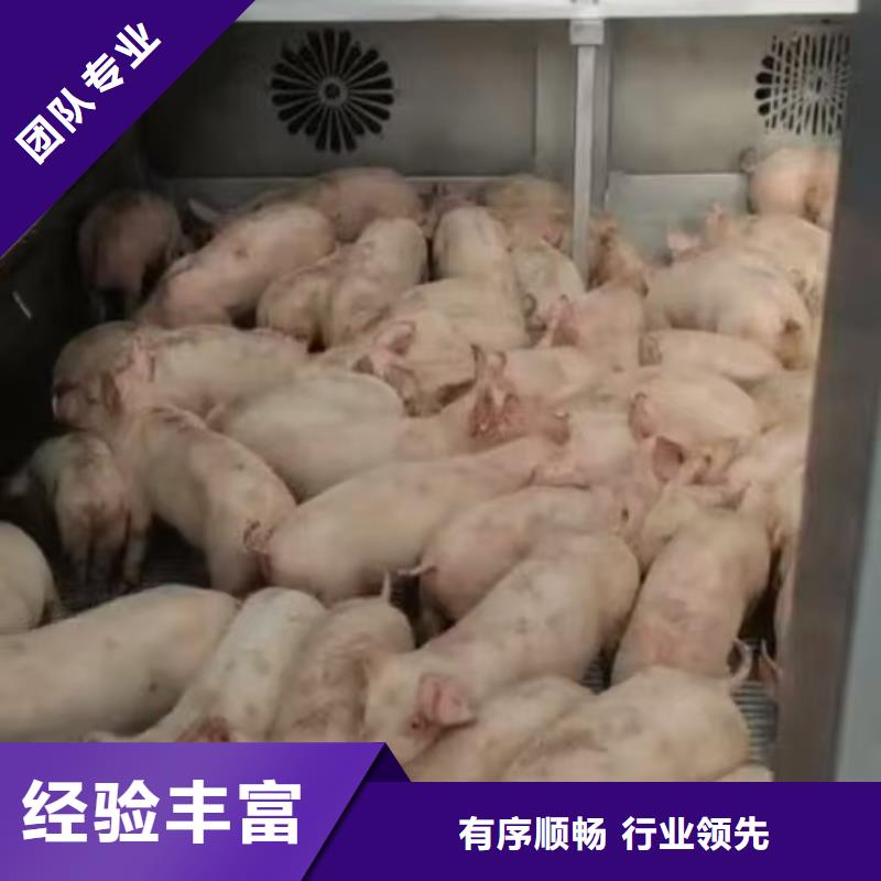 宿遷市泗陽(yáng)到牛運(yùn)輸專用車溫柔對(duì)待