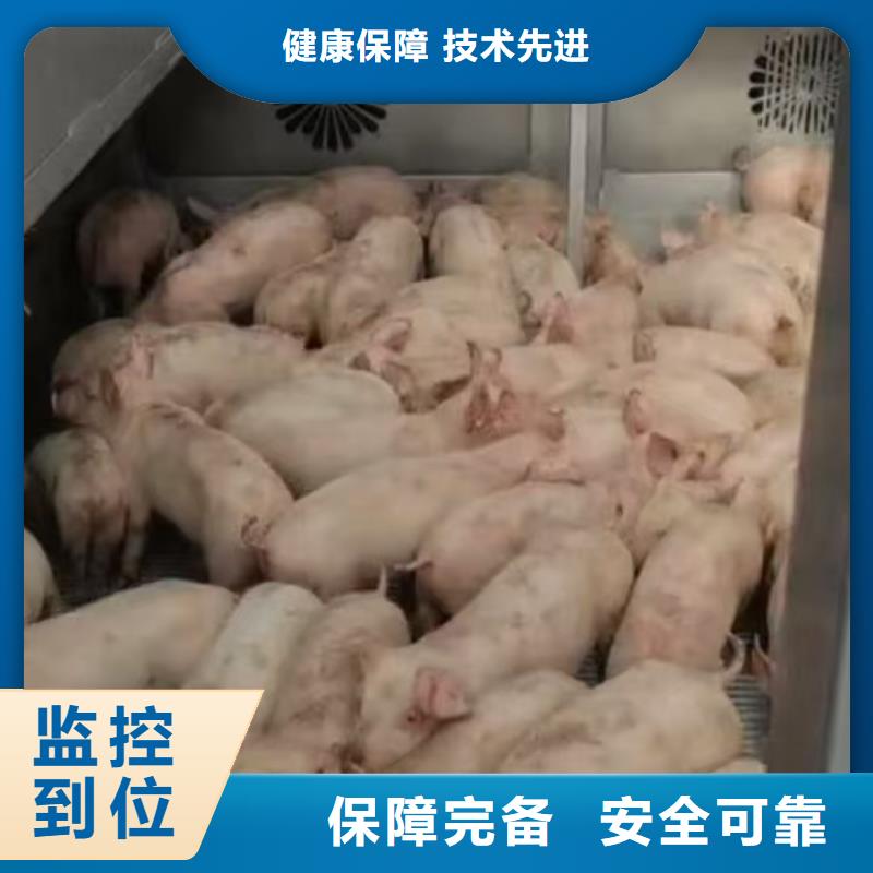 宿遷市到豬只貿(mào)易創(chuàng)新進(jìn)取