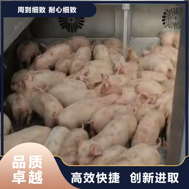 宿遷泗洪到豬籠車運輸