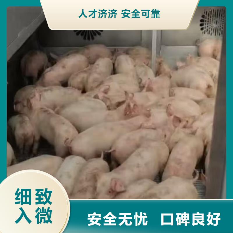 宿遷到種豬恒溫車運輸管理規(guī)范