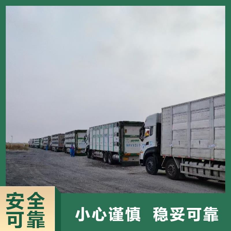 宿遷市泗洪到種豬空調(diào)車運輸細致入微