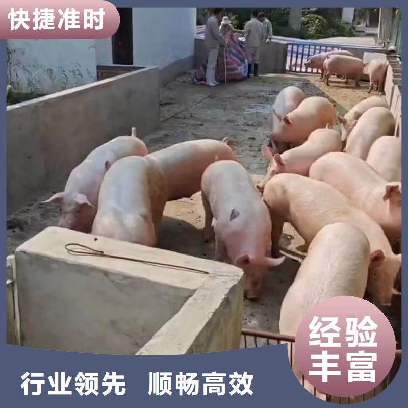 宿遷到仔豬空調(diào)車運(yùn)輸正規(guī)物流