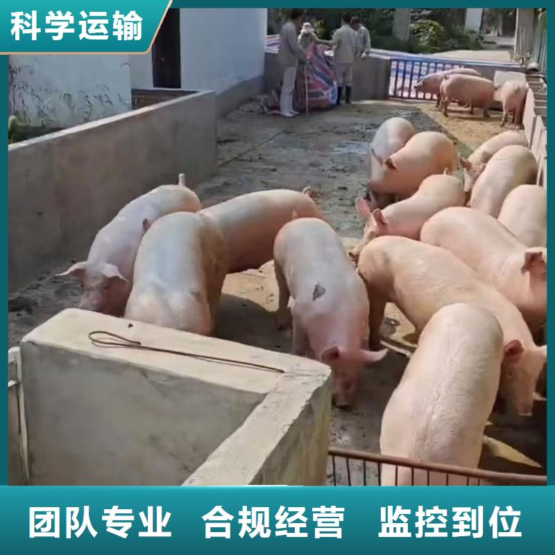 宿遷市到豬只貿(mào)易舒適自在