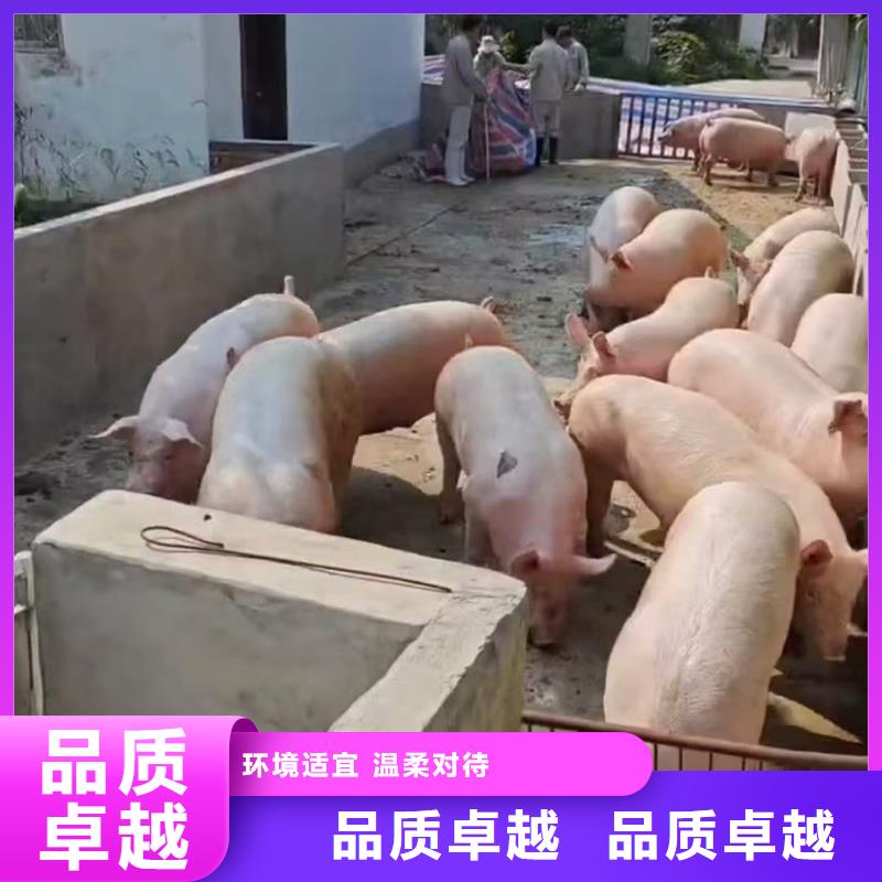 宿遷到畜禽運(yùn)輸規(guī)模宏大