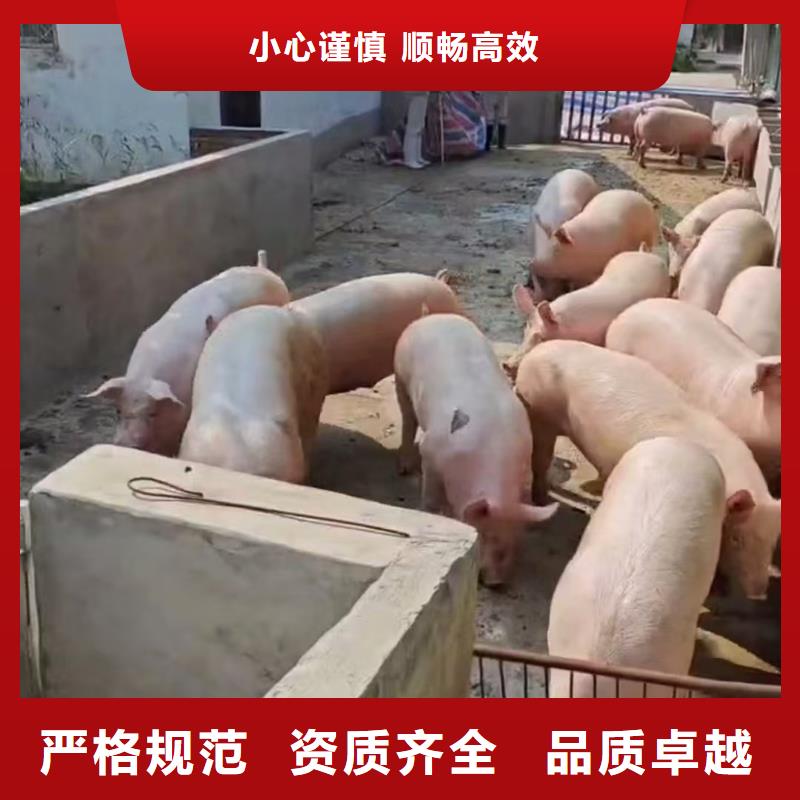宿遷到農(nóng)牧物流老牌物流公司