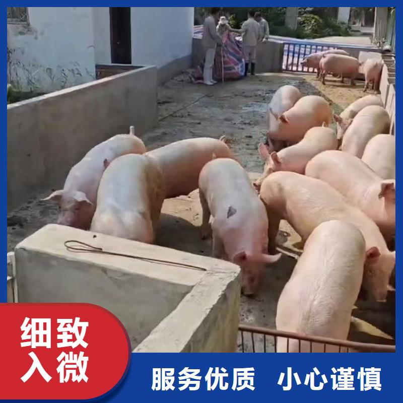 宿遷到種豬運(yùn)輸不倒車