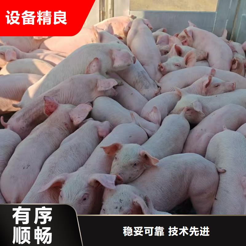 宿遷市沭陽到二育運輸規(guī)模宏大