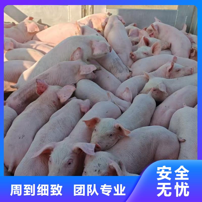 宿遷市泗洪到豬籠車運(yùn)輸嚴(yán)格規(guī)范