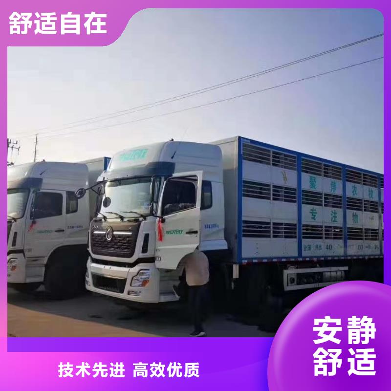 宿遷市泗洪到羊運(yùn)輸專用車(chē)優(yōu)質(zhì)