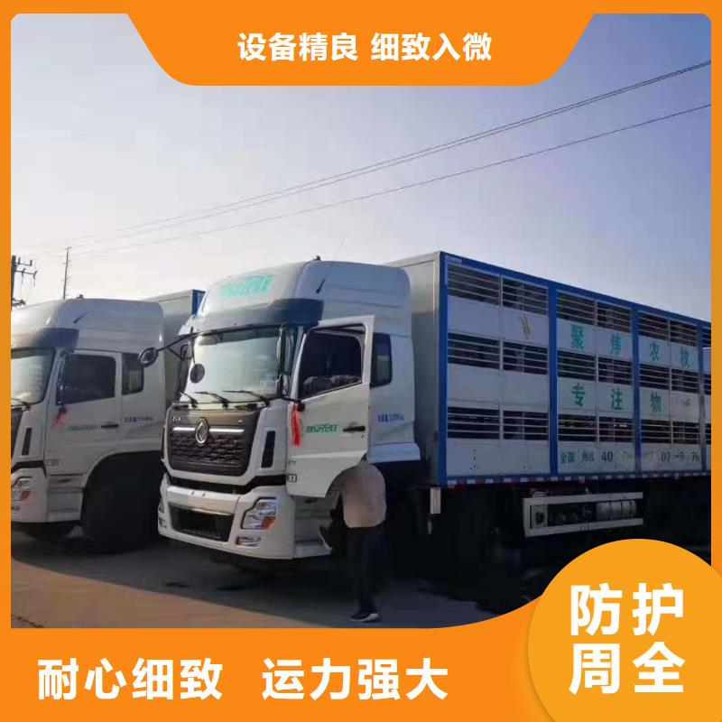 宿遷到種豬恒溫車運(yùn)輸設(shè)備精良