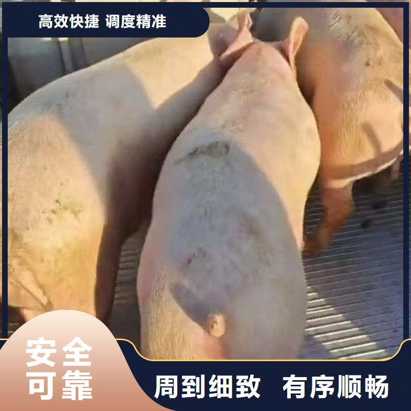 宿遷沭陽到畜禽運輸