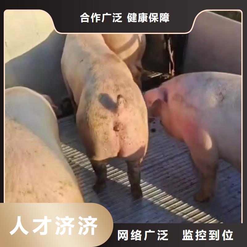 宿遷泗洪到豬籠車(chē)運(yùn)輸