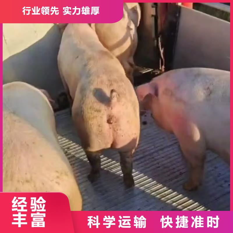 宿遷到種豬恒溫車運(yùn)輸設(shè)備精良