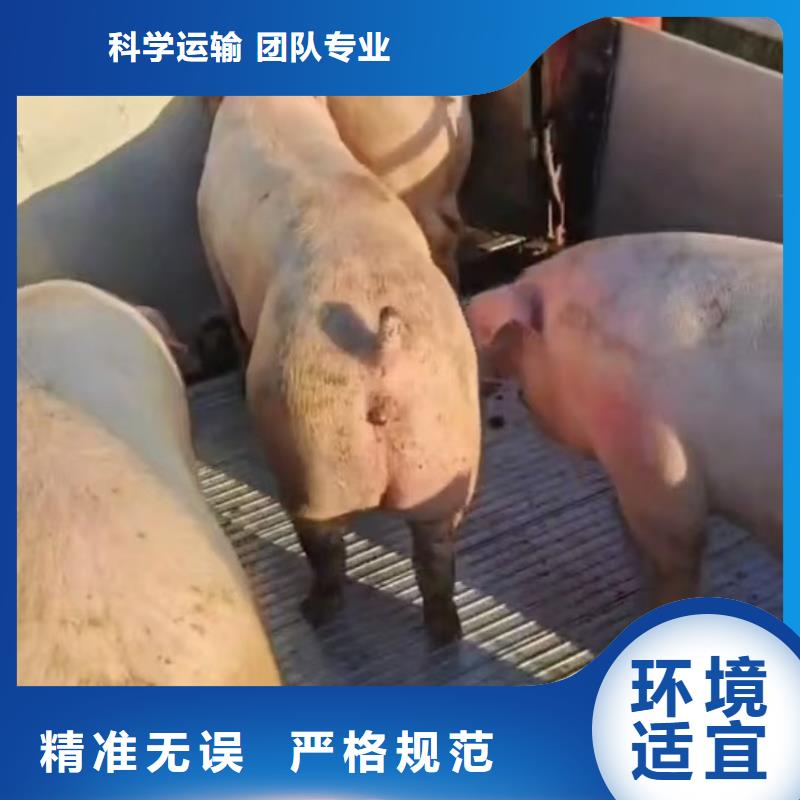 宿遷沭陽到畜禽運輸