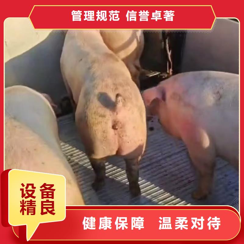 宿遷沭陽到畜禽運輸