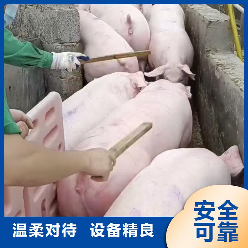 宿遷市泗洪到生豬恒溫車運輸妥善安置