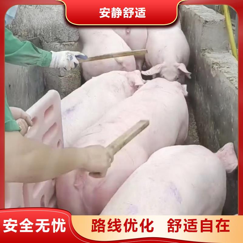 宿遷到種豬恒溫車運輸設(shè)備精良