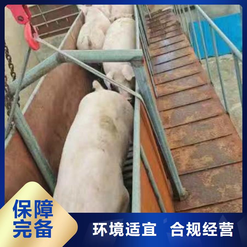 宿遷到種豬恒溫車運(yùn)輸設(shè)備精良