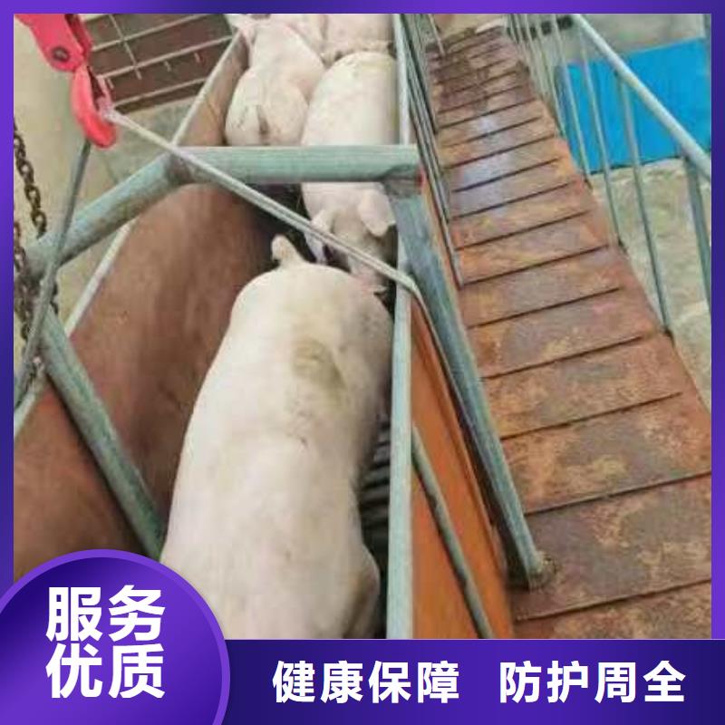宿遷市沭陽到畜禽運輸行業(yè)領(lǐng)先