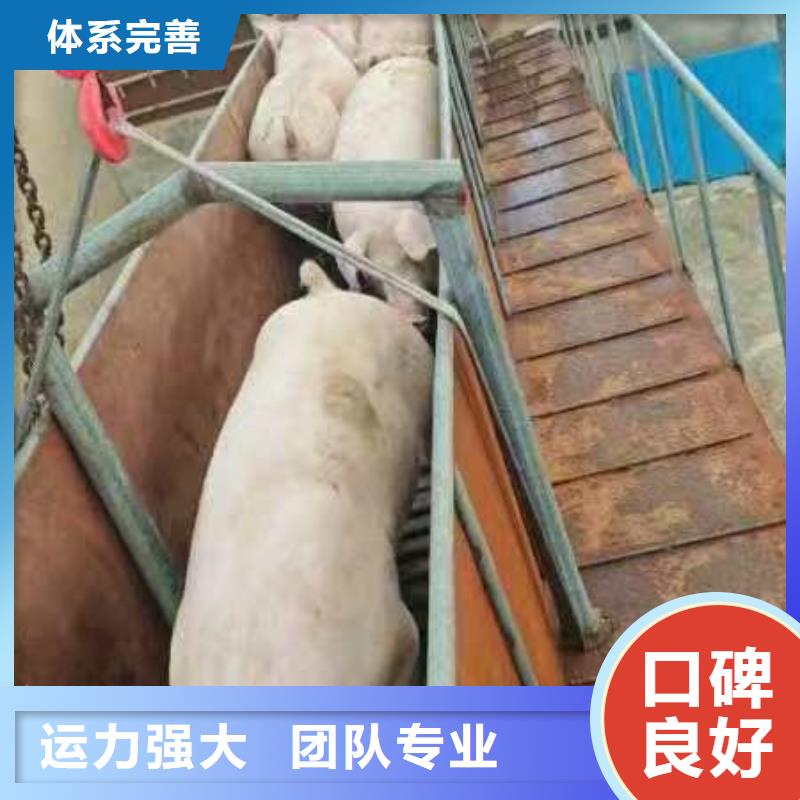 宿遷到仔豬恒溫車運輸全程高速