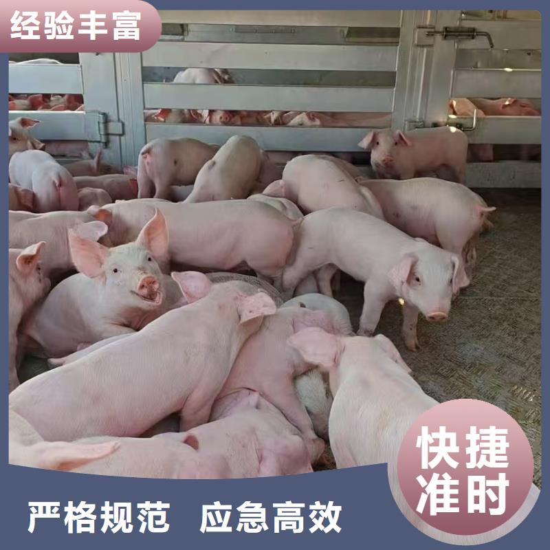 宿遷到種豬恒溫車運(yùn)輸設(shè)備精良